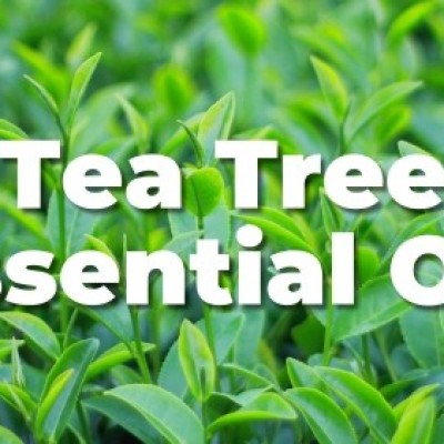 Tea Tree O Profile Picture