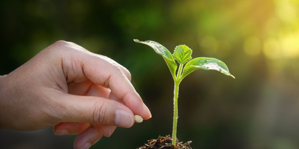 Mercado de Semillas en Colombia: Oportunidades y Tendencias para el Futuro Agrícola