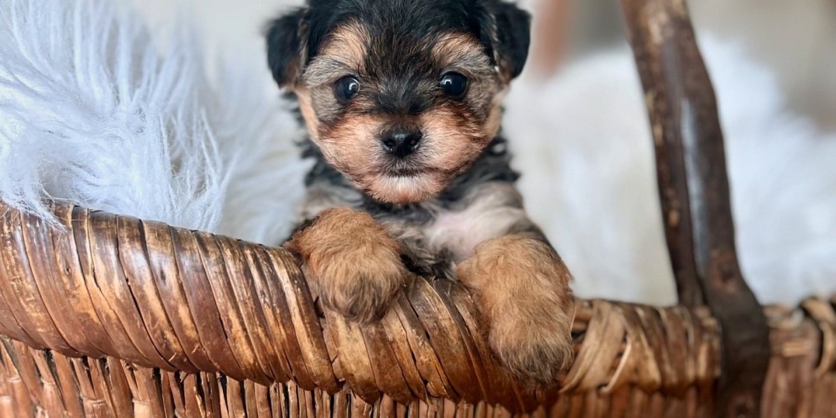 Yorkshire Terrier Welpe Kaufen: Alles, was Sie Wissen Müssen