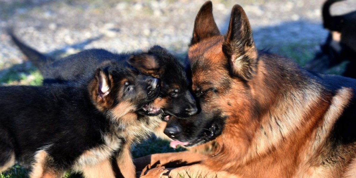 Schäferhunde Kaufen: Ein Ratgeber für zukünftige Besitzer