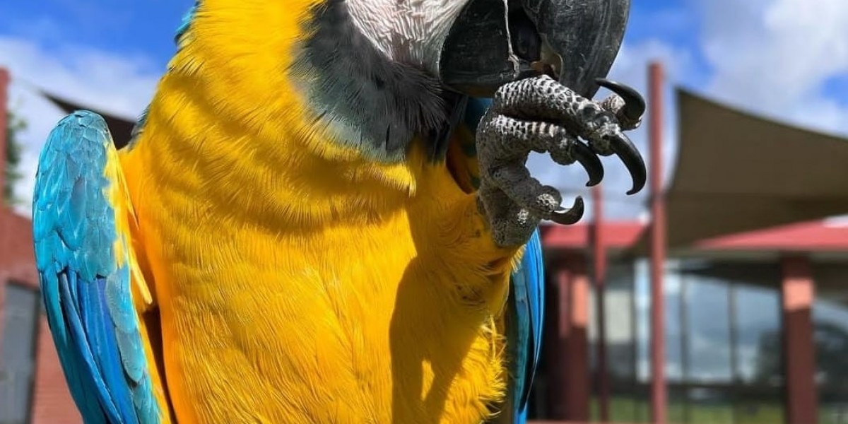 The Hyacinth Macaw: A Priceless Gem of the Avian World