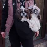 dog carrier Profile Picture