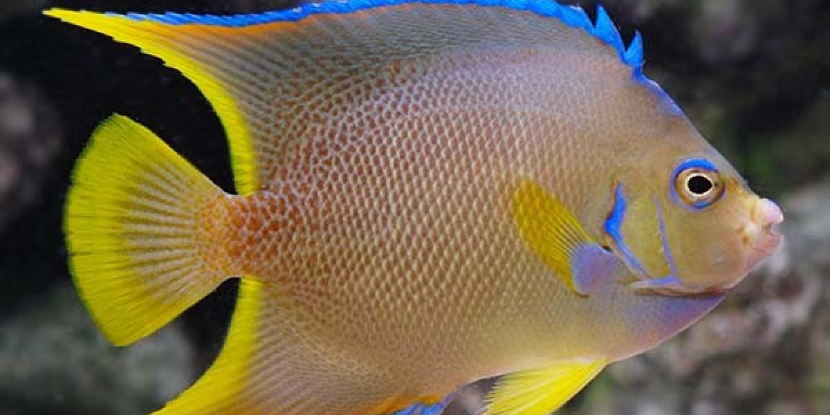 Common Mistakes When Keeping Multiple Angelfish