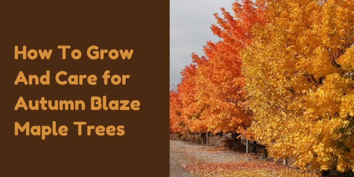 How To Grow And Care for Autumn Blaze Maple Trees