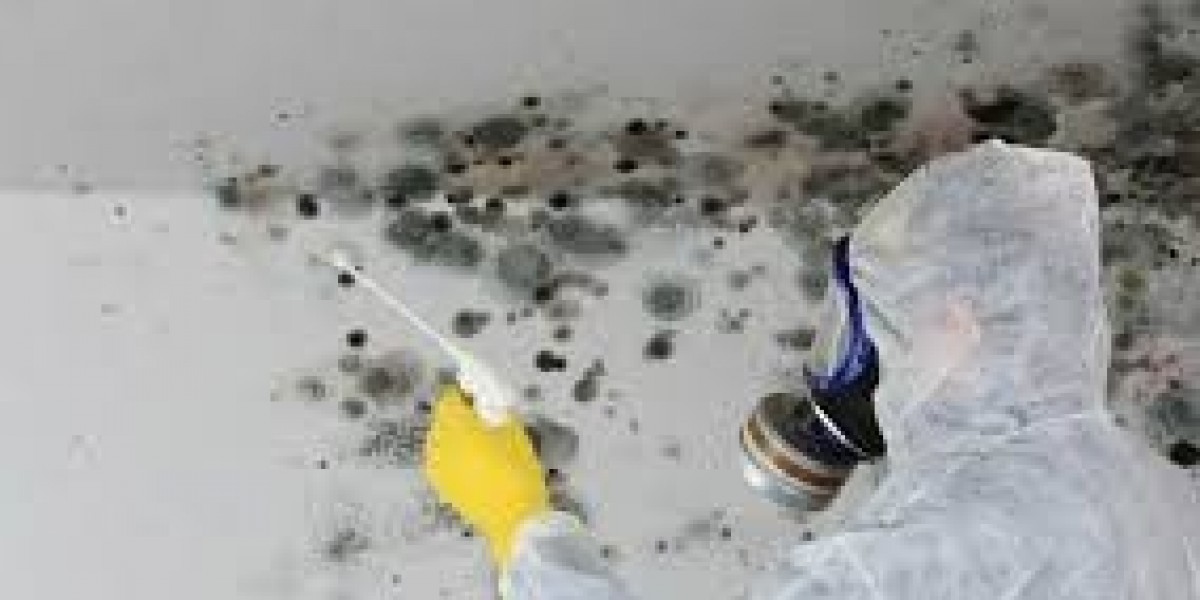 Effective Mold Removal Solutions in Miami: Protect Your Home from Hidden Dangers