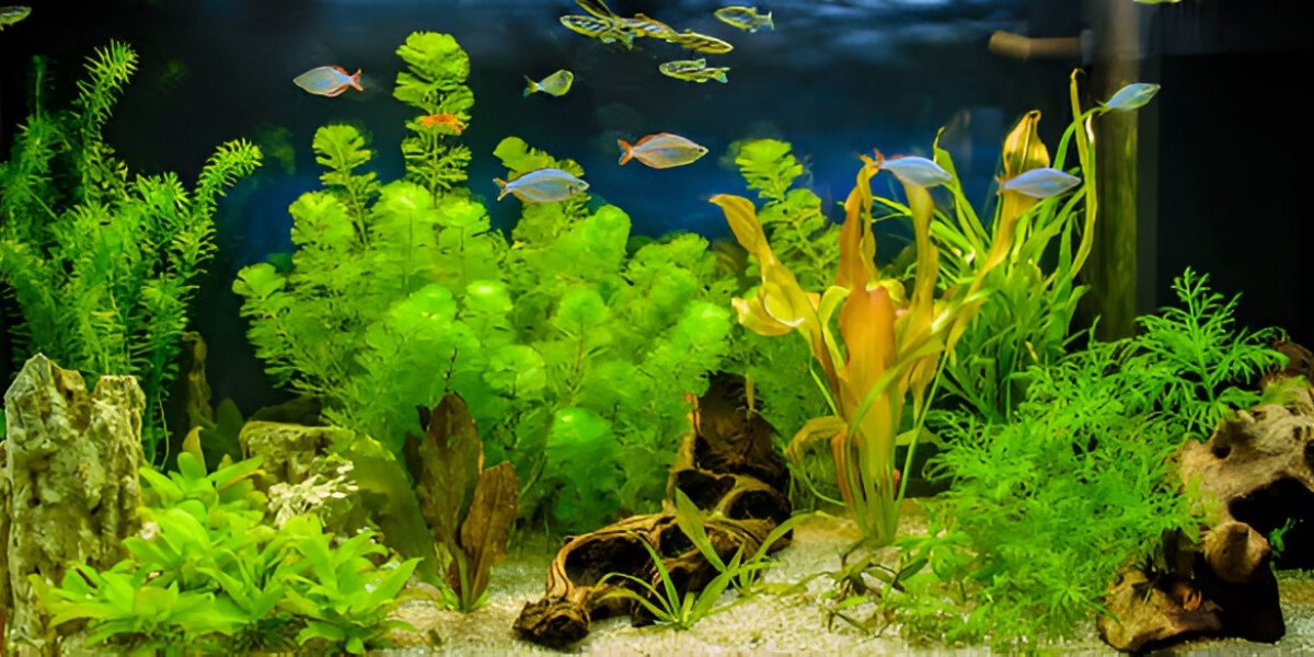 Best Aquarium Plant Bundle for Shrimp, Betta, and Community Tanks